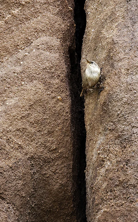 Canyon Wren