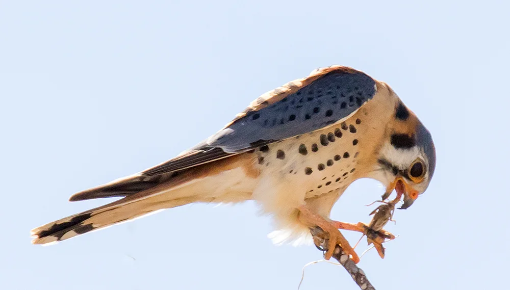 American Kestrel