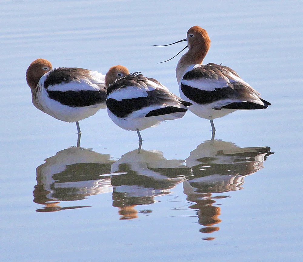 American Avocets