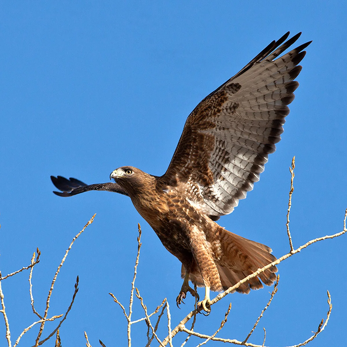 Ferruginous Hawk