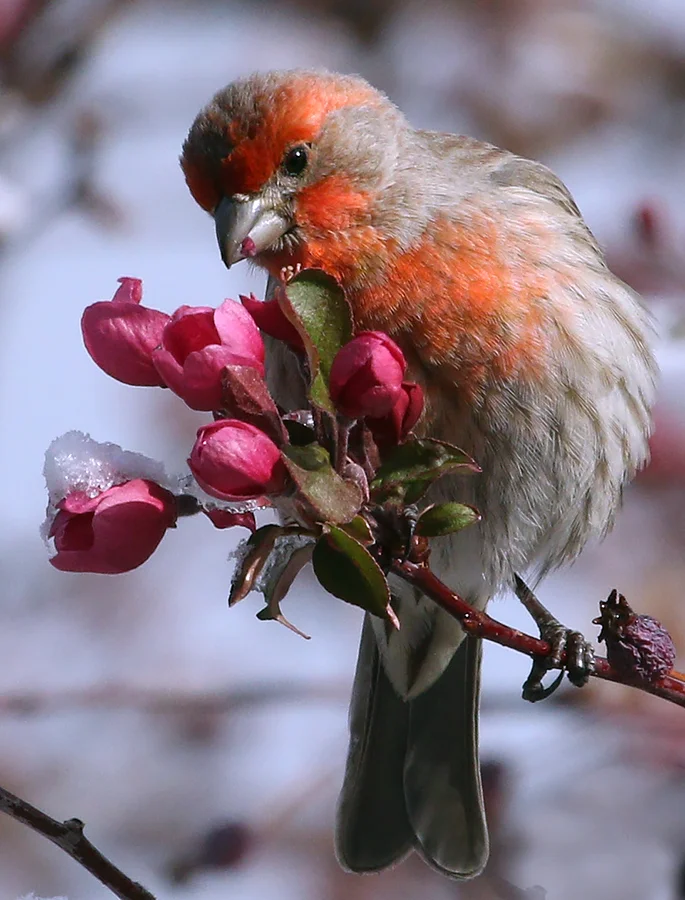 House Finch