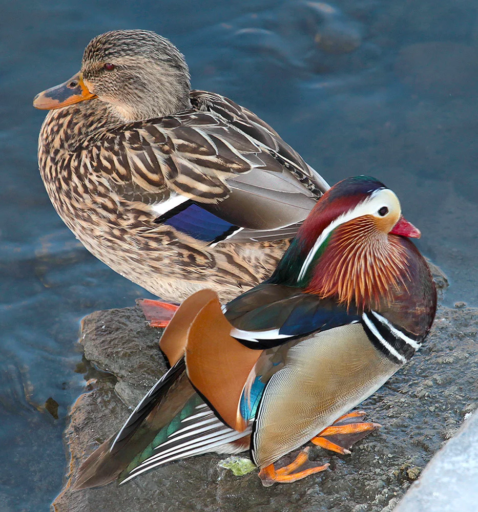 Mandarin Duck and his female Mallard girlfriend