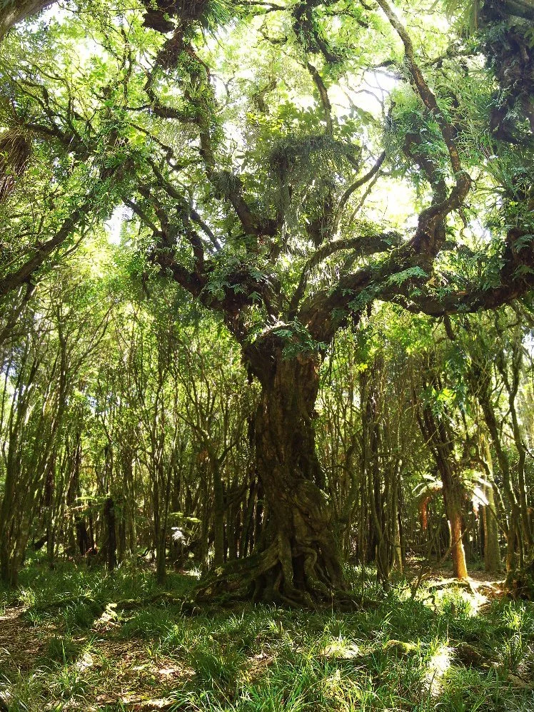 Gnarled ancient tree