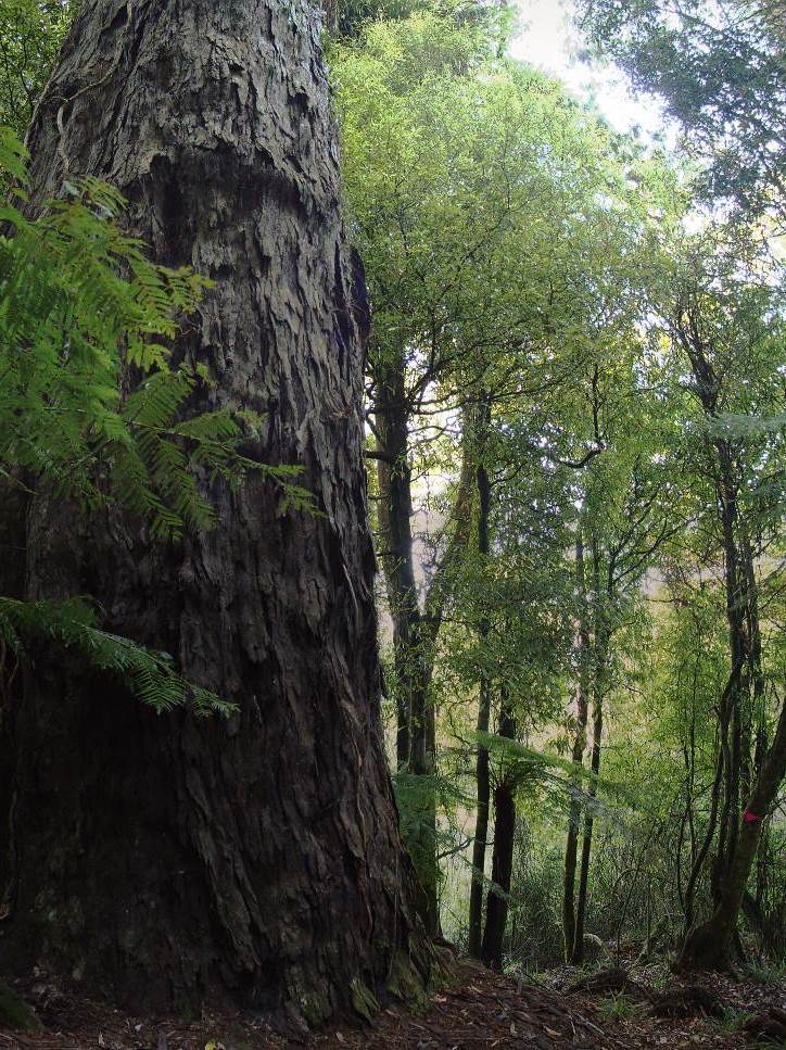 The Hug Tree