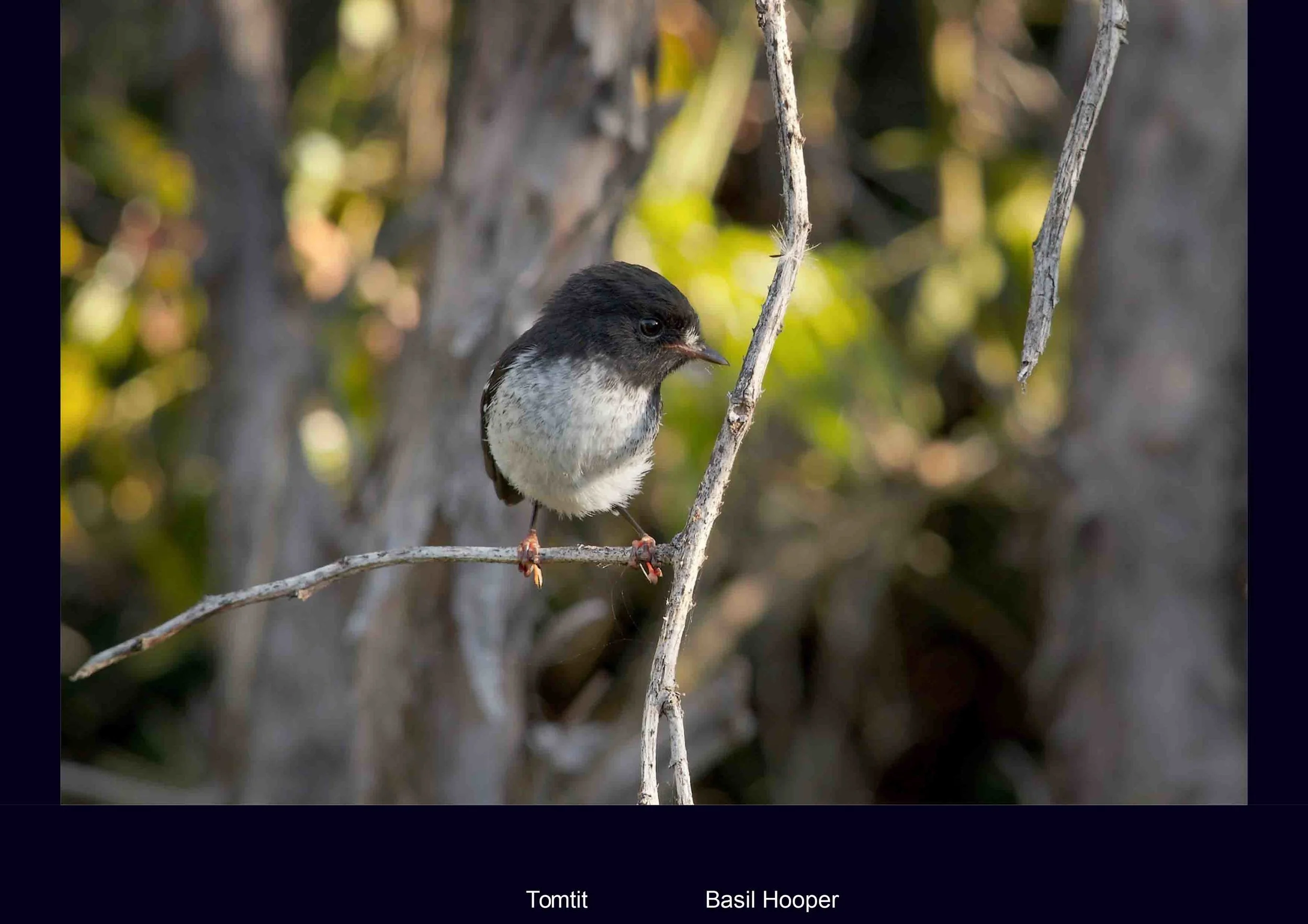 C 2019 Natural History-25.jpg