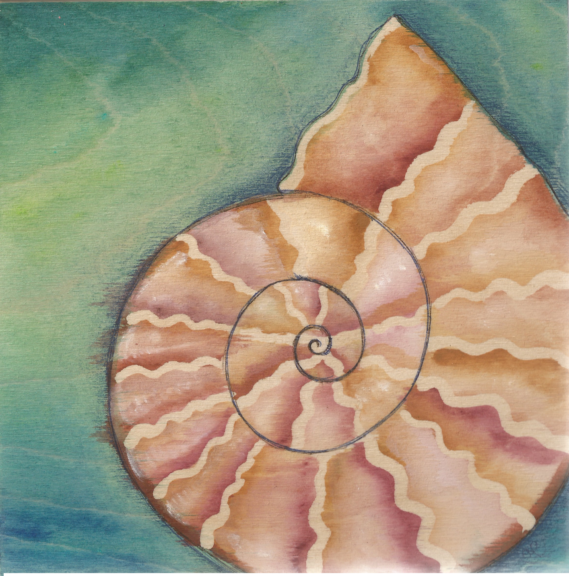 cool ammonite .png