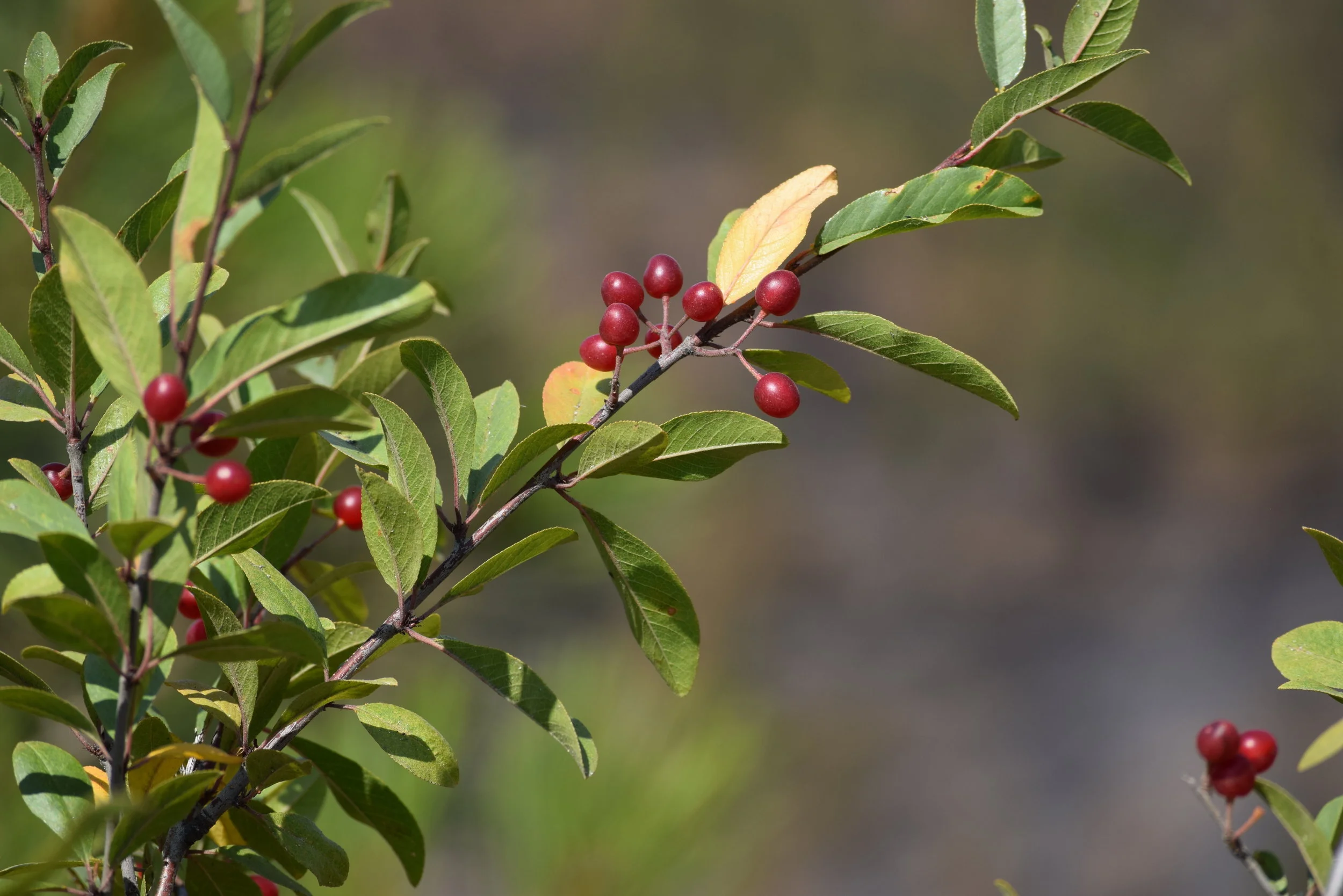 DSC_2700.JPG