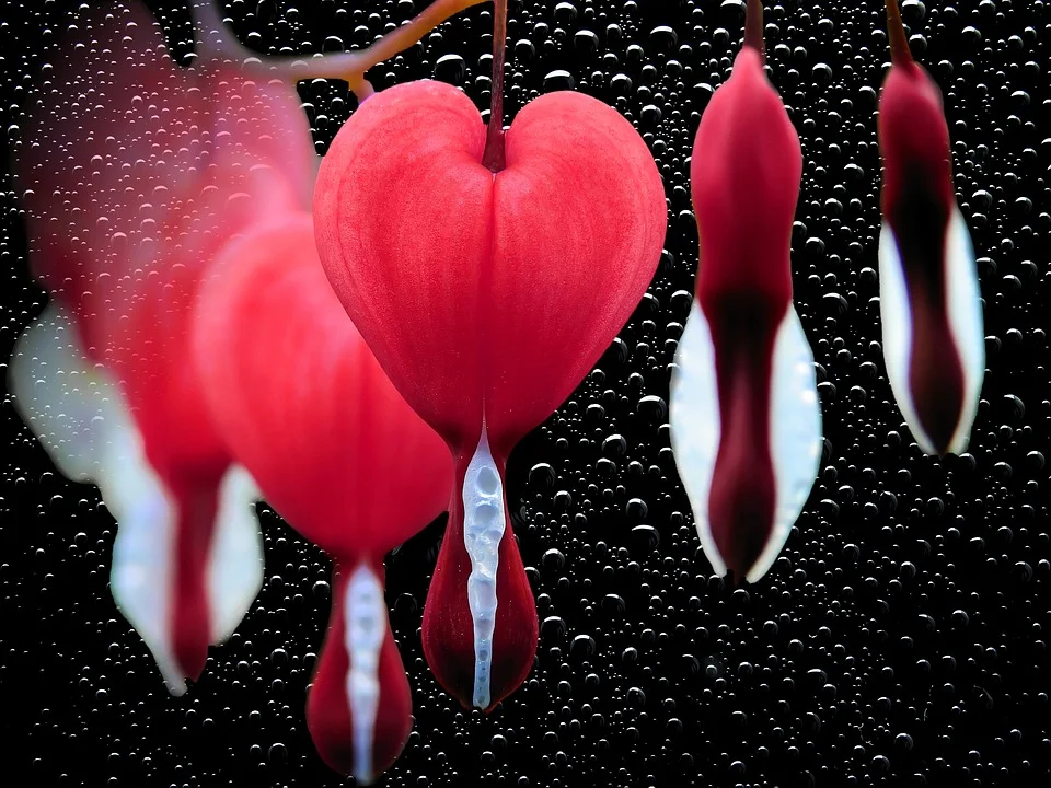 flower-1426707_960_720.jpg