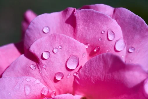 rose-water-single.jpg