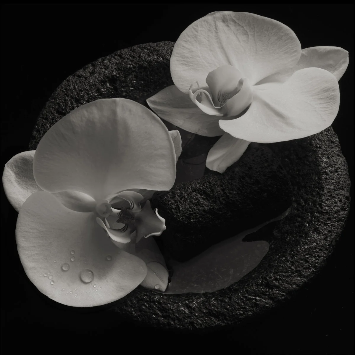 43. Mike Patton – “Corpse Flower”