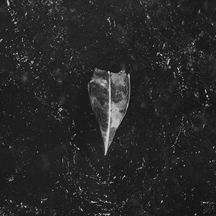 32.  Bees Make Honey In The Vein Tree - "Aion"