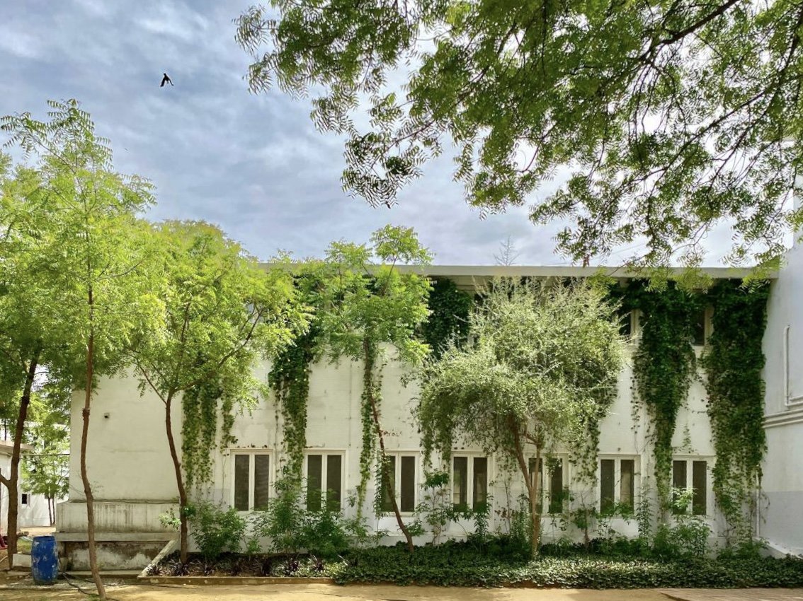 Library south-facing facade shrouded by creeper after renovation