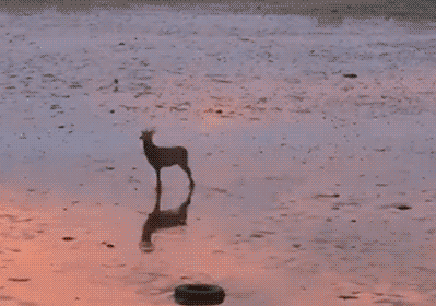 My spirit animal. No joke. Ask my friends