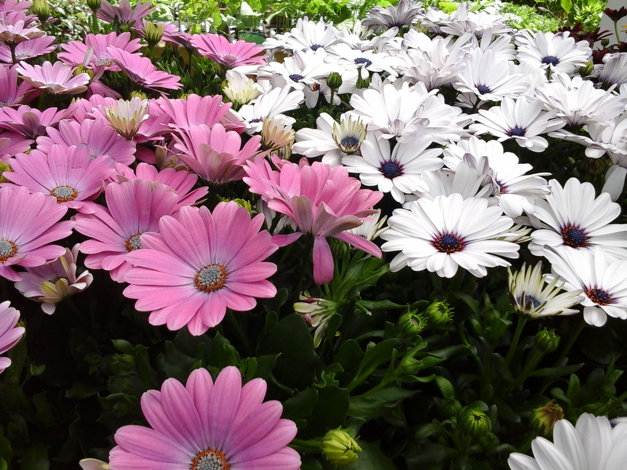 Flowers & Plants