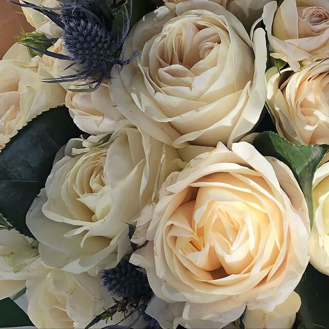 Stunning roses today .