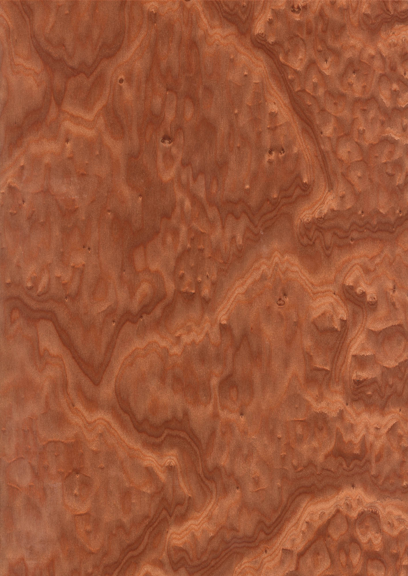 MADRONE BURL