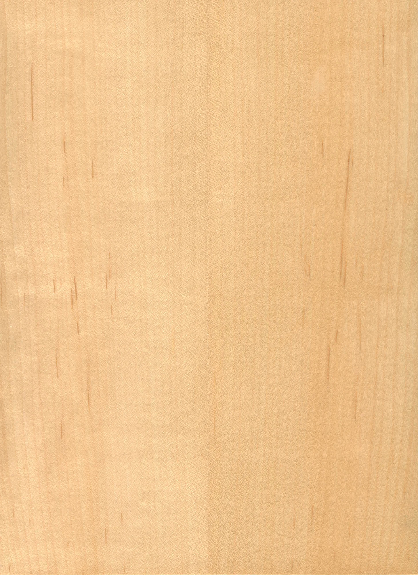 MAPLE - CANADA