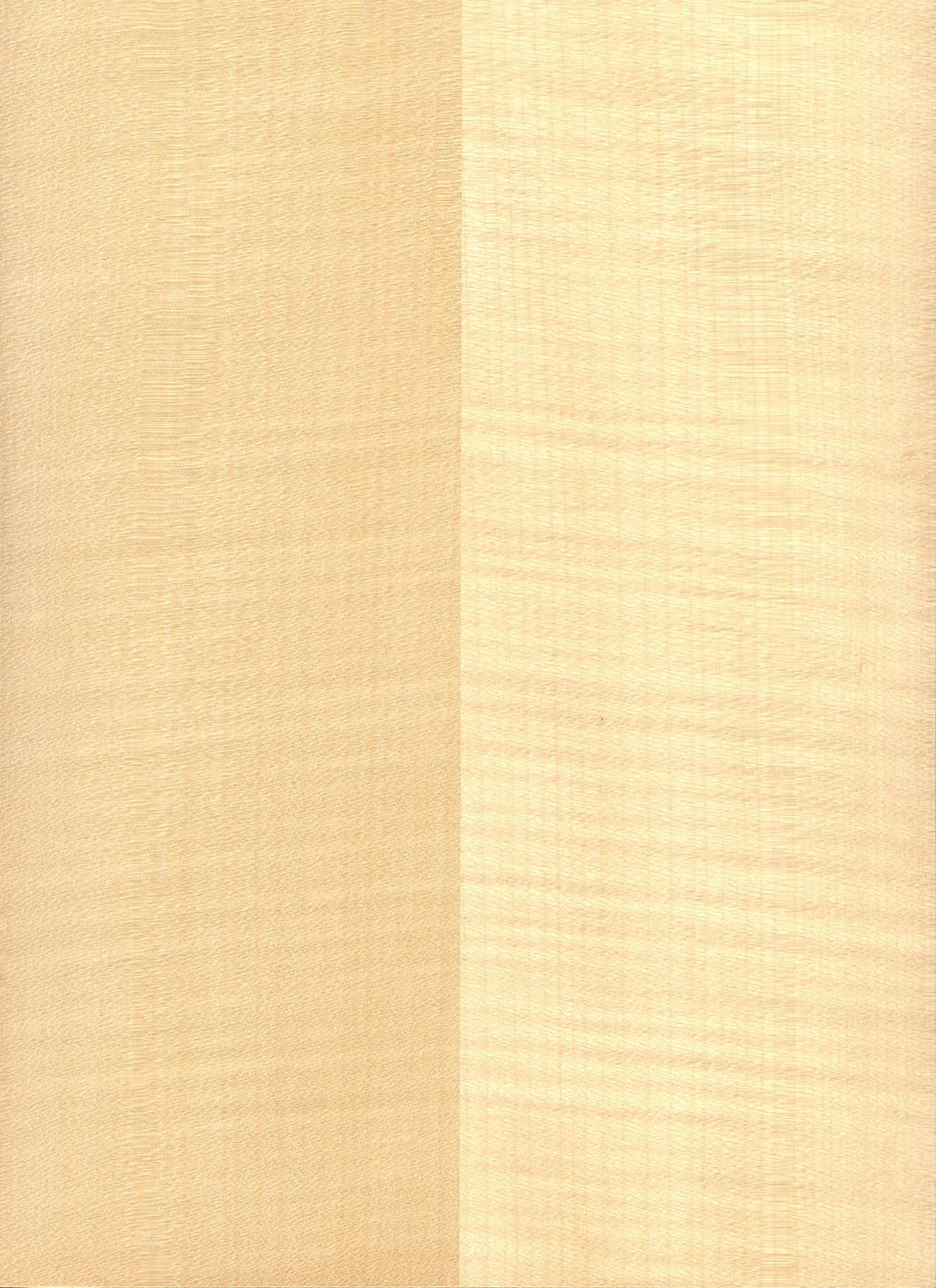 MAPLE - CURLY