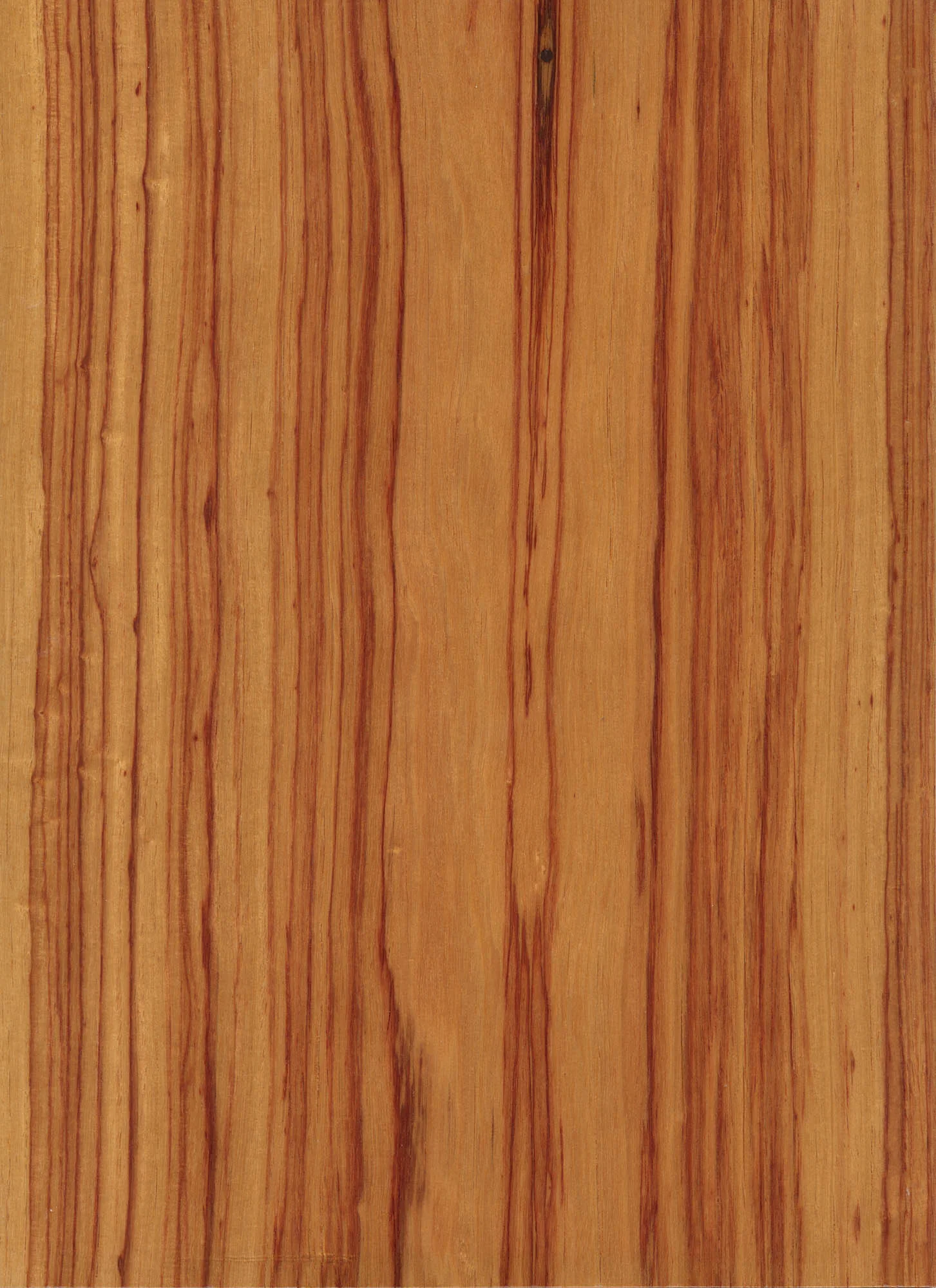 TULIPWOOD