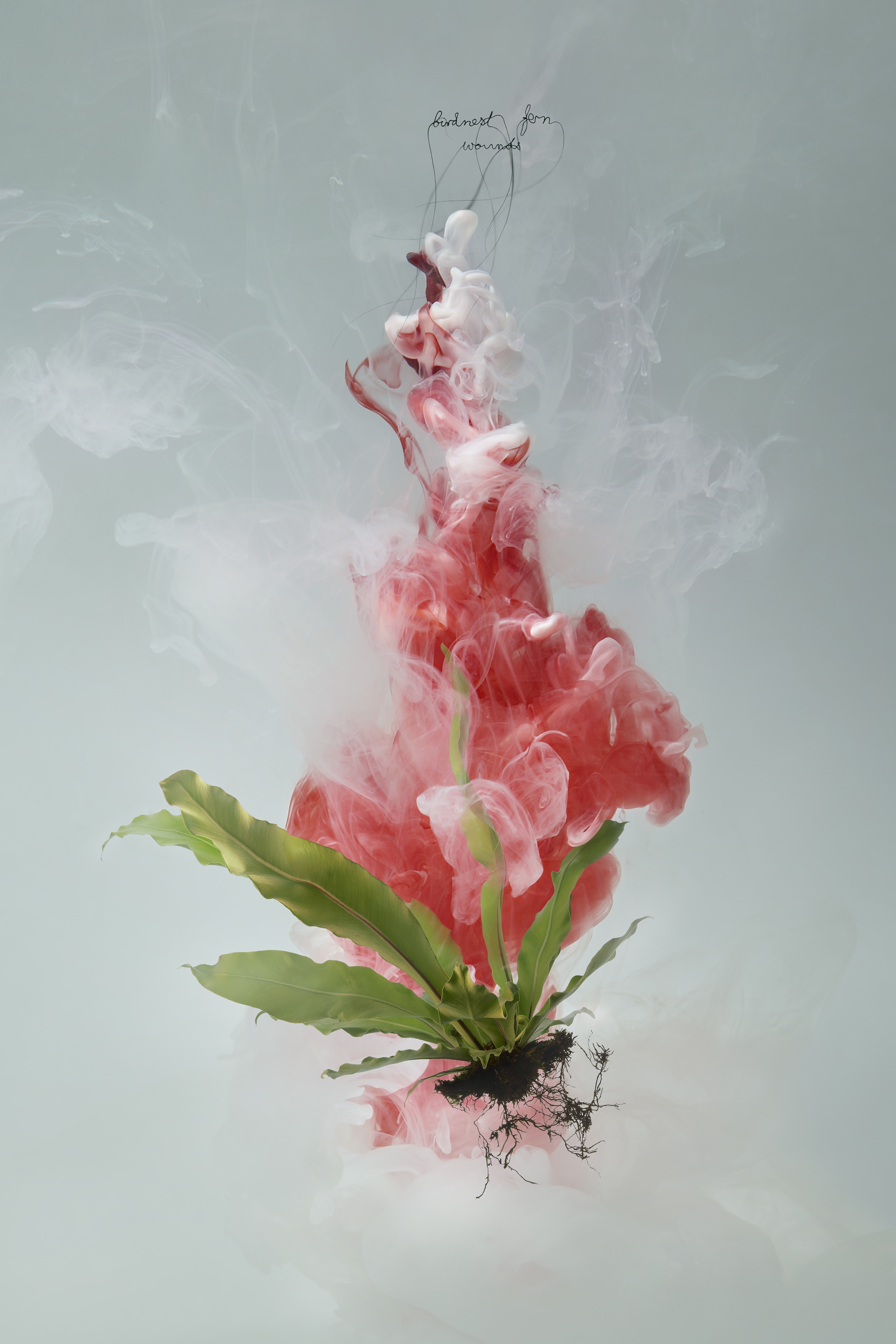 Milk 3 (bird’s nest fern) Helen Pynor 2008 C-type photographic print face-mounted on glass 100 x 66 cm / 160 x 106 cm Edition of 5 + 1AP / Edition of 3 + 1AP
Normal
0
false
false
false
EN-AU
JA
X-NONE
/* Style Definitions */
table.MsoNormalTable
{mso-style-name:"Table Normal";
mso-tstyle-rowband-size:0;
mso-tstyle-colband-size:0;
mso-style-noshow:yes;
mso-style-priority:99;
mso-style-parent:"";
mso-padding-alt:0cm 5.4pt 0cm 5.4pt;
mso-para-margin:0cm;
mso-para-margin-bottom:.0001pt;
mso-pagination:widow-orphan;
font-size:10.0pt;
font-family:Cambria;
mso-ascii-font-family:Cambria;
mso-ascii-theme-font:minor-latin;
mso-hansi-font-family:Cambria;
mso-hansi-theme-font:minor-latin;
mso-ansi-language:EN-AU;}
Image courtesy of the artist, GV Art gallery, London, and Dominik Mersch Galelry, Sydney
Normal.dotm
0
0
1
44
256
MWG Productions
2
1
314
12.0
0
false
18 pt
18 pt
0
0
false
false
false
/* Style Definitions */
table.MsoNormalTable
{mso-style-name:"Table Normal";
mso-tstyle-rowband-size:0;
mso-tstyle-colband-size:0;
mso-style-noshow:yes;
mso-style-parent:"";
mso-padding-alt:0cm 5.4pt 0cm 5.4pt;
mso-para-margin:0cm;
mso-para-margin-bottom:.0001pt;
mso-pagination:widow-orphan;
font-size:12.0pt;
font-family:"Times New Roman";
mso-ascii-font-family:Cambria;
mso-ascii-theme-font:minor-latin;
mso-fareast-font-family:"MS 明朝";
mso-fareast-theme-font:minor-fareast;
mso-hansi-font-family:Cambria;
mso-hansi-theme-font:minor-latin;
mso-ansi-language:EN-US;}
Helen Pynor wishes to thank the Dharawal Elders and people, and John Lennis, for information on Dharawal medicinal practices used in the Milk project.