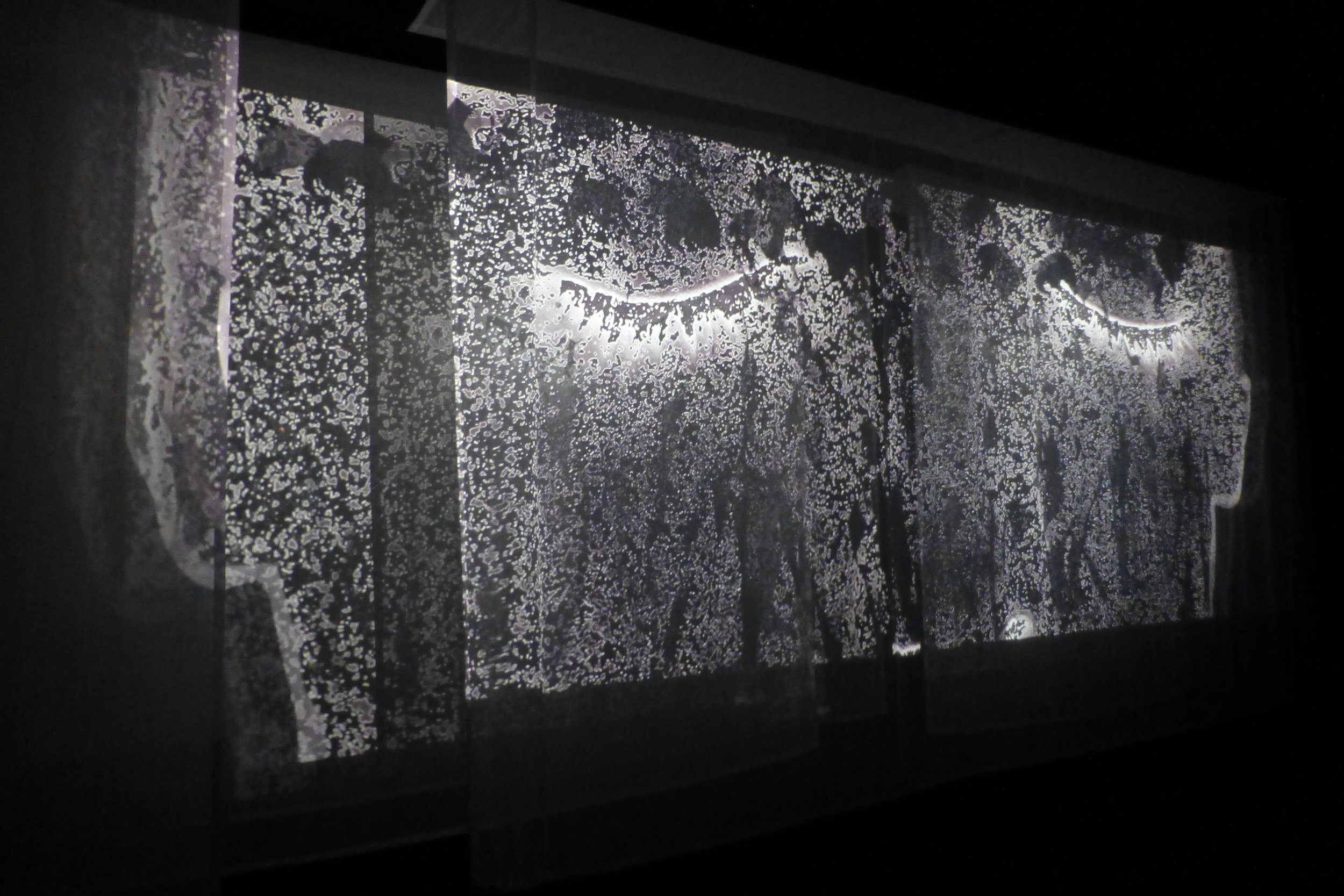 Dark Garden Tne Based Work 2012 Image courtesey of Andrew Carnie and GV Art