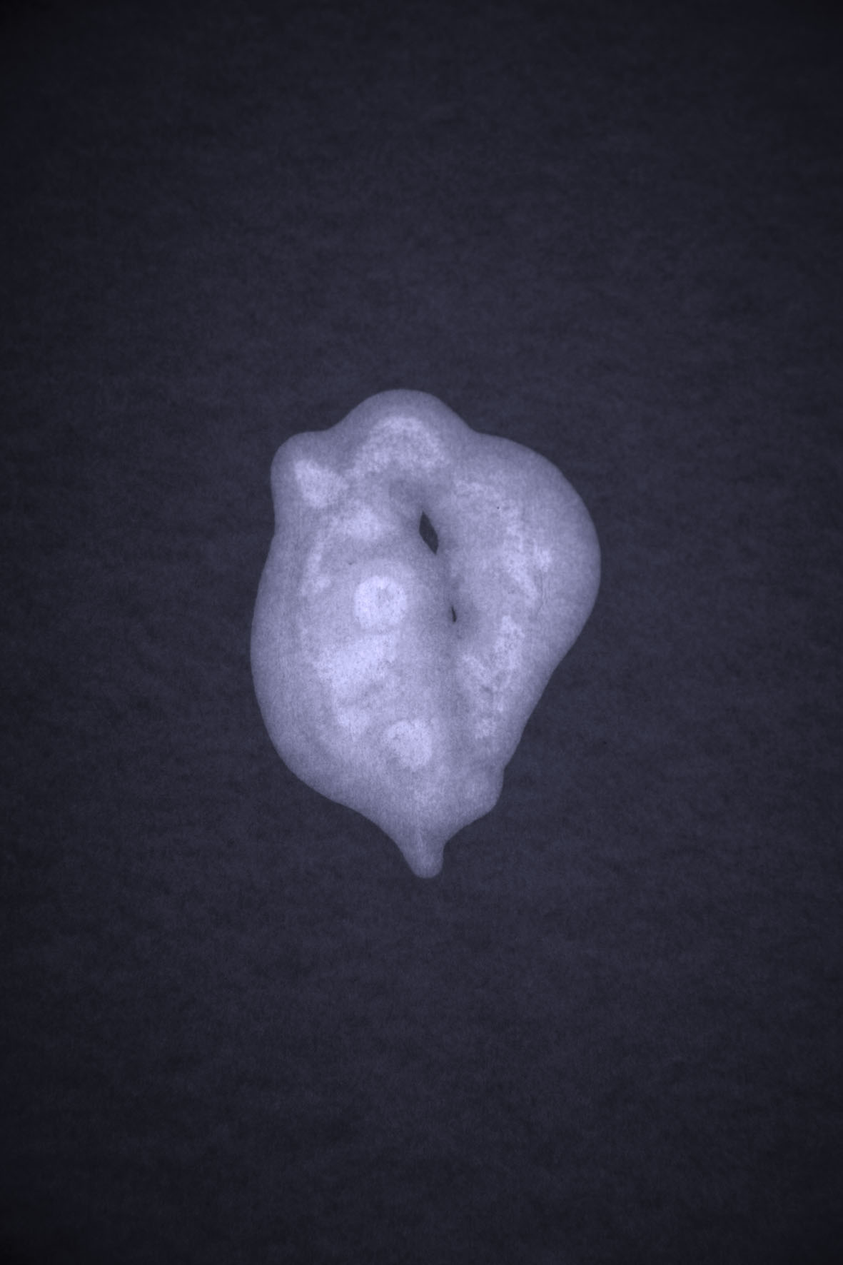 Passing Thoughts, 15. Archival digital print, 35 x 23 cms, 2013. Edition of 35.
Normal.dotm
0
0
1
13
77
MWG Productions
1
1
94
12.0
0
false
18 pt
18 pt
0
0
false
false
false
/* Style Definitions */
table.MsoNormalTable
{mso-style-name:"Table Normal";
mso-tstyle-rowband-size:0;
mso-tstyle-colband-size:0;
mso-style-noshow:yes;
mso-style-parent:"";
mso-padding-alt:0cm 5.4pt 0cm 5.4pt;
mso-para-margin:0cm;
mso-para-margin-bottom:.0001pt;
mso-pagination:widow-orphan;
font-size:12.0pt;
font-family:"Times New Roman";
mso-ascii-font-family:Cambria;
mso-ascii-theme-font:minor-latin;
mso-fareast-font-family:"Times New Roman";
mso-fareast-theme-font:minor-fareast;
mso-hansi-font-family:Cambria;
mso-hansi-theme-font:minor-latin;
mso-bidi-font-family:"Times New Roman";
mso-bidi-theme-font:minor-bidi;
mso-ansi-language:EN-US;}