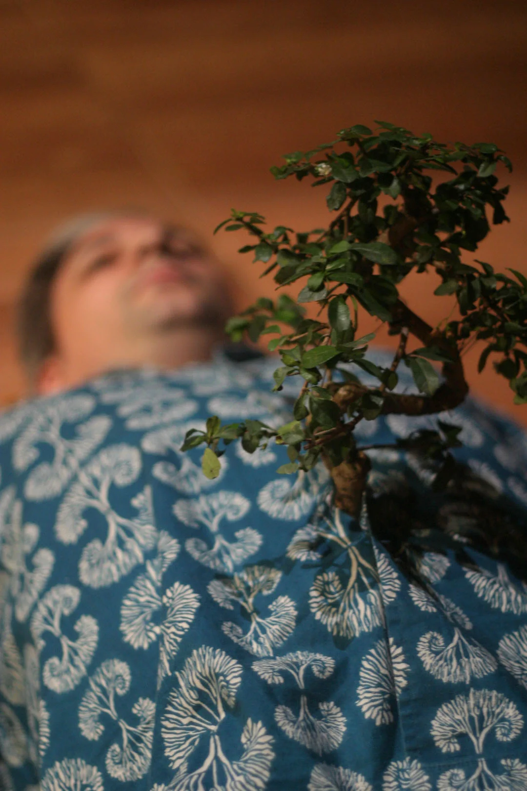 tree26.jpg