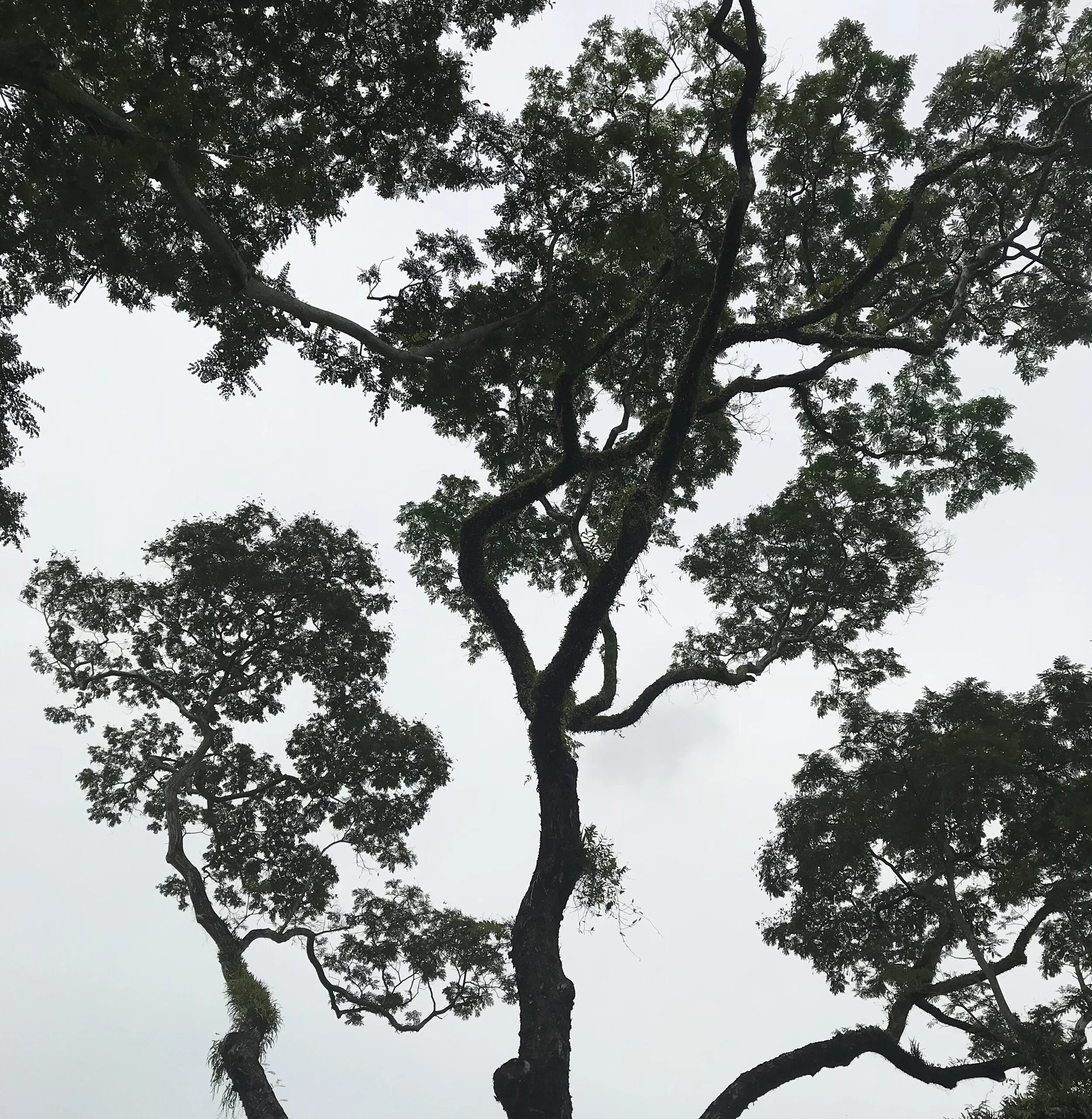 Dark Trees.jpg