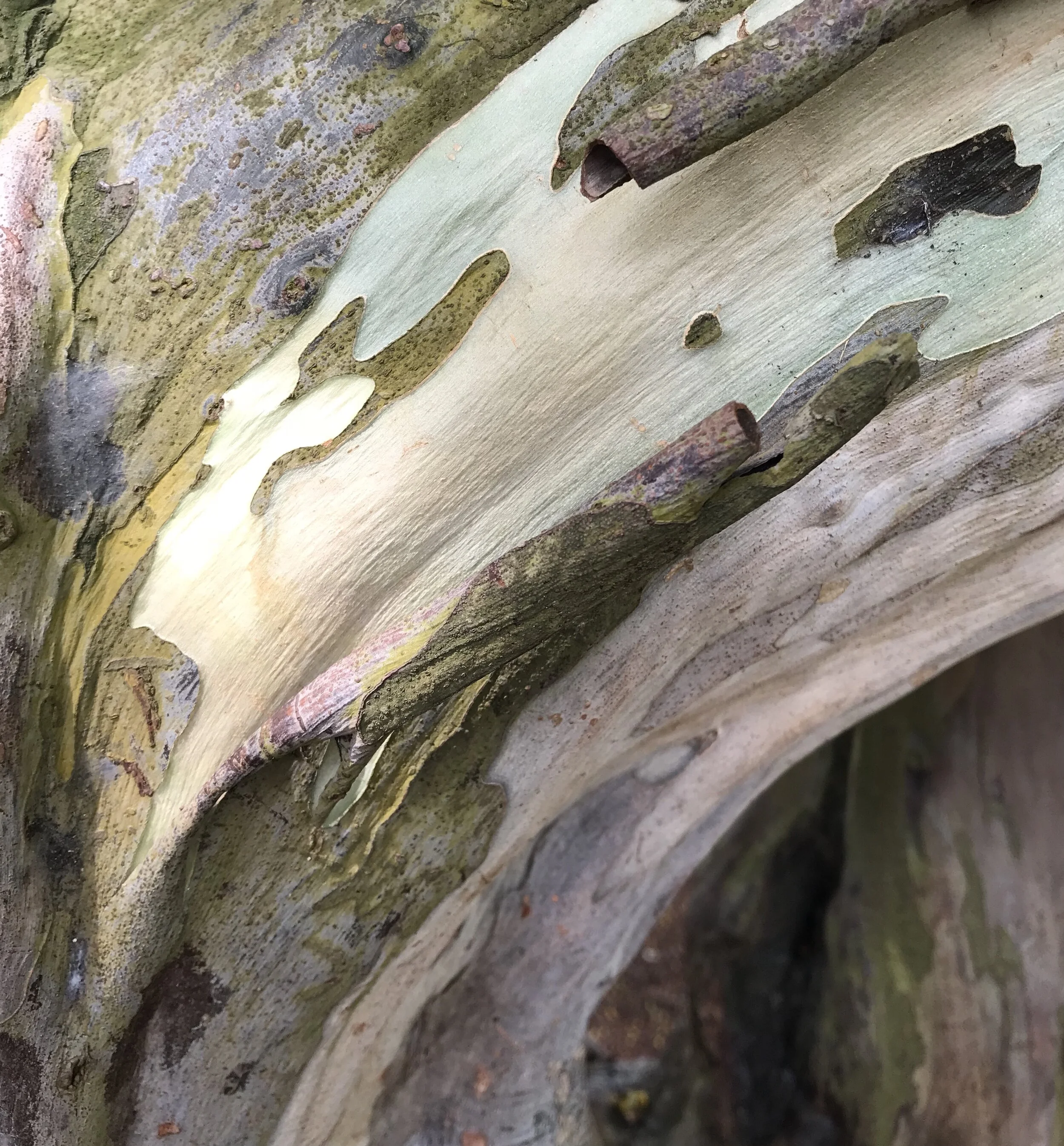 Leopard tree.jpg