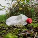 Litter (2).jpg