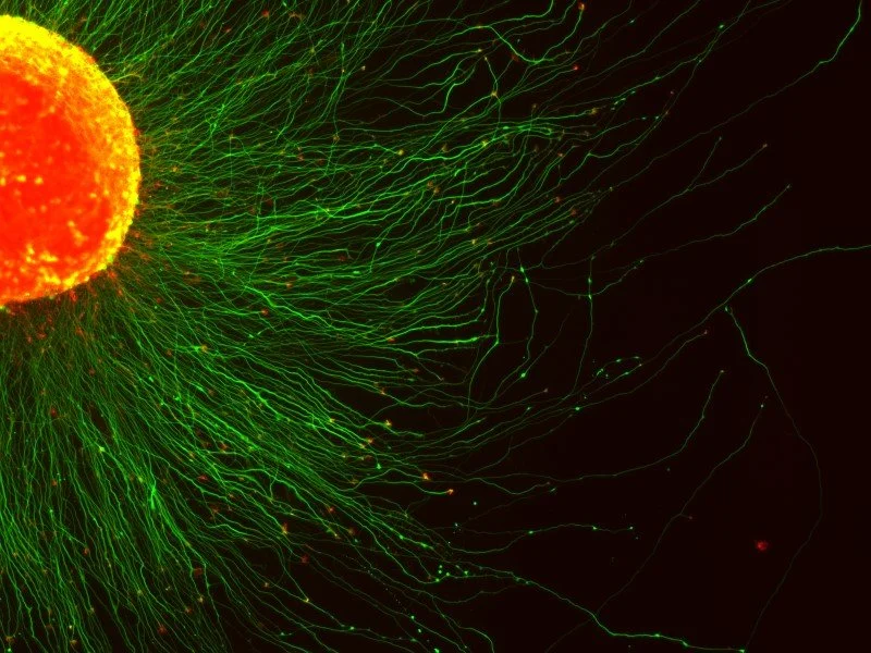 Elena Seiradake: How does the Brain work? The molecular structures of the nervous system 