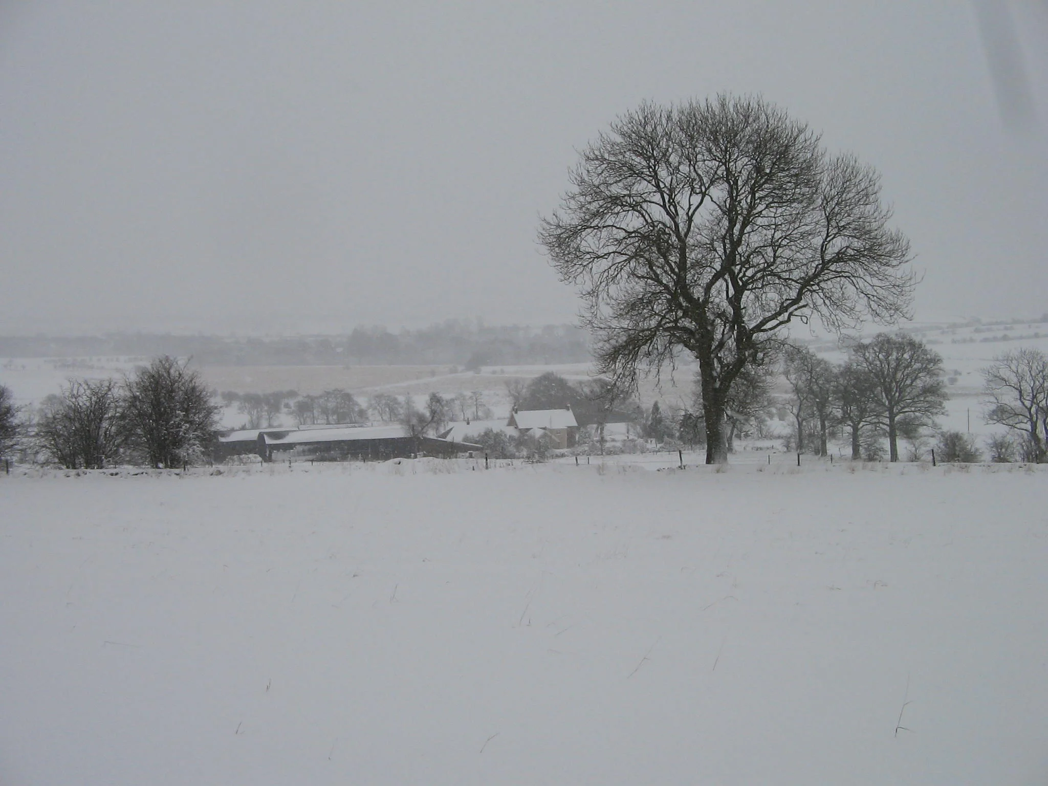 Dowan snow 2.jpg