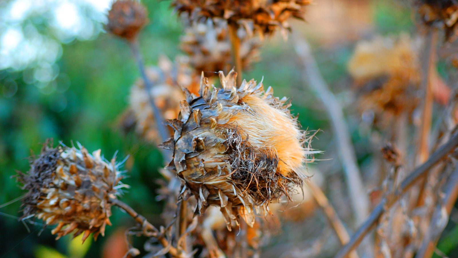 11.-Brown-Flower.jpg