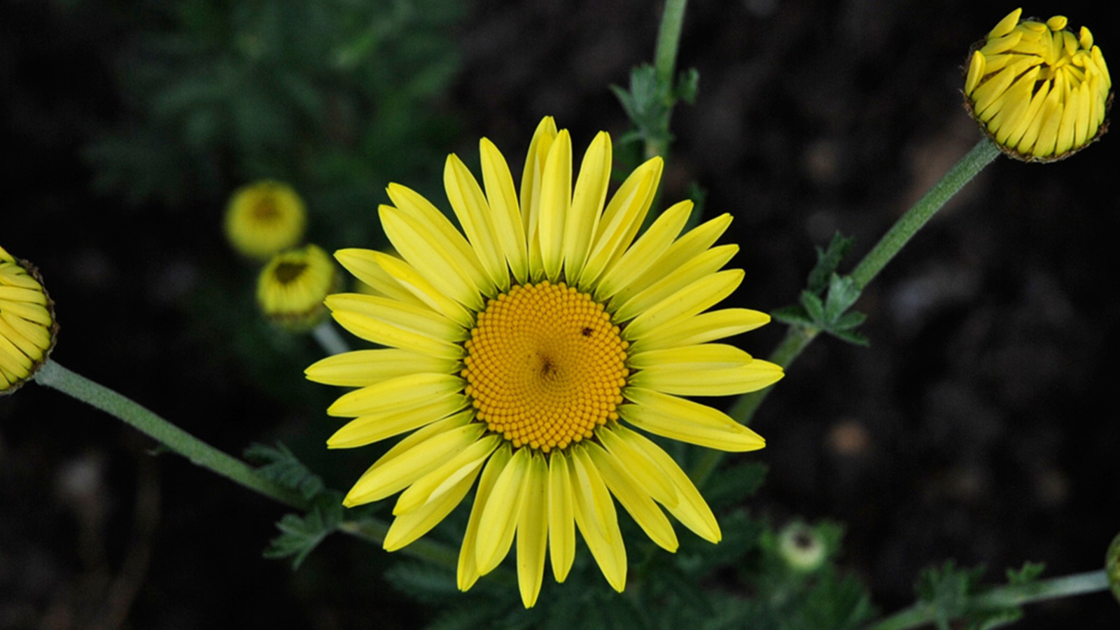 13.-Yellow-Flower.jpg