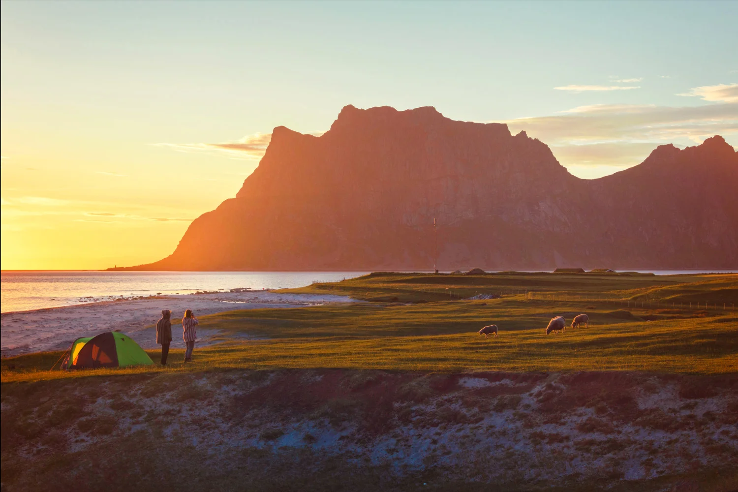 Utakleiv Beach . Camping tents and sheep in the green meadows lighted up by midnight sun reflected in sea