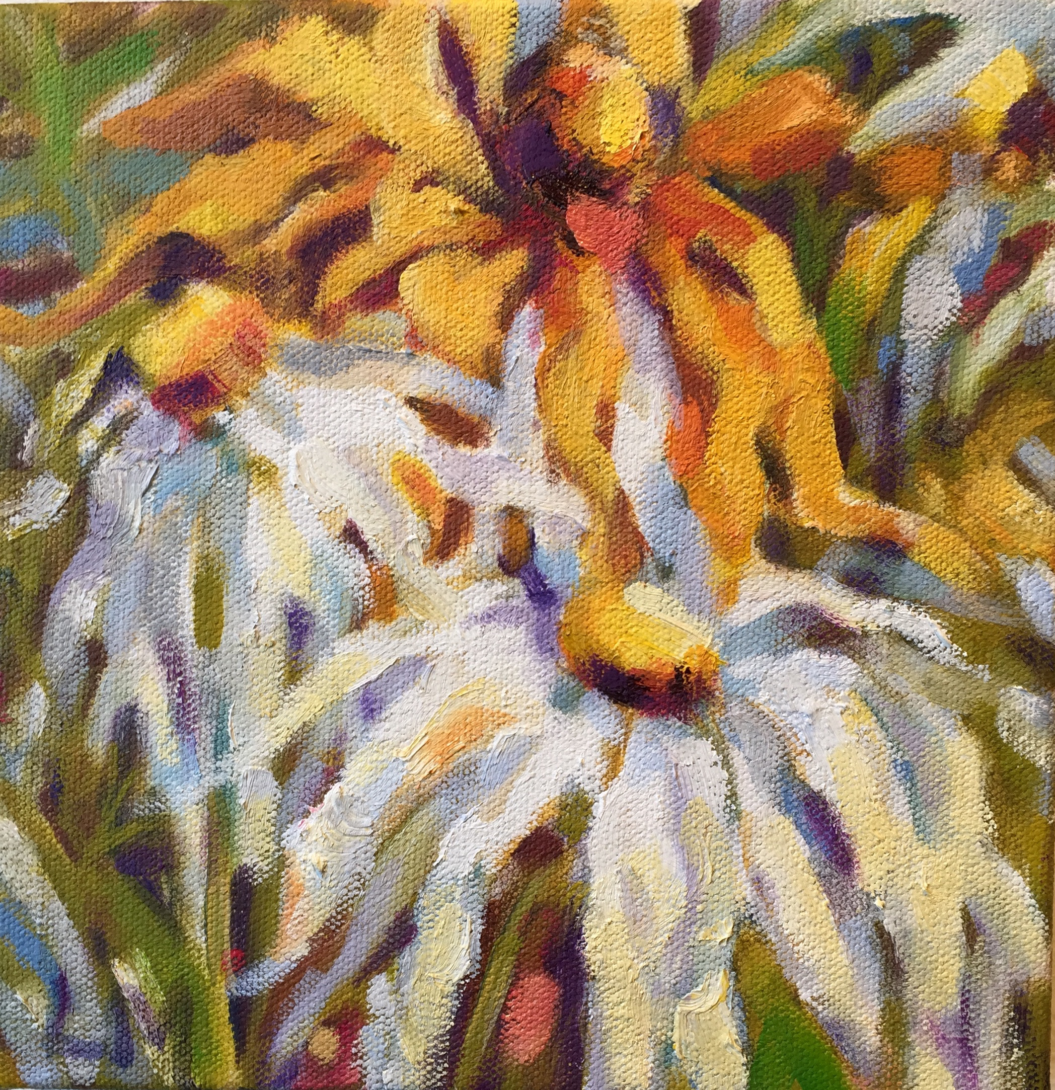 Daisies, oils, 8 x8