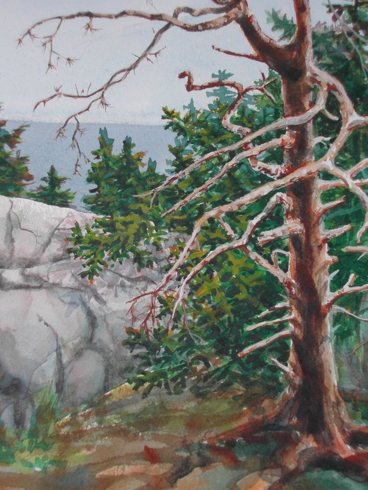 Tree Sentry, watercolor, 11 x 15