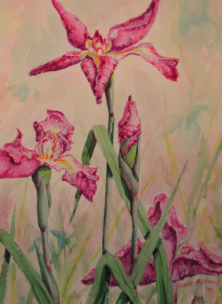 Pink Iris, watercolor, 16 x 24