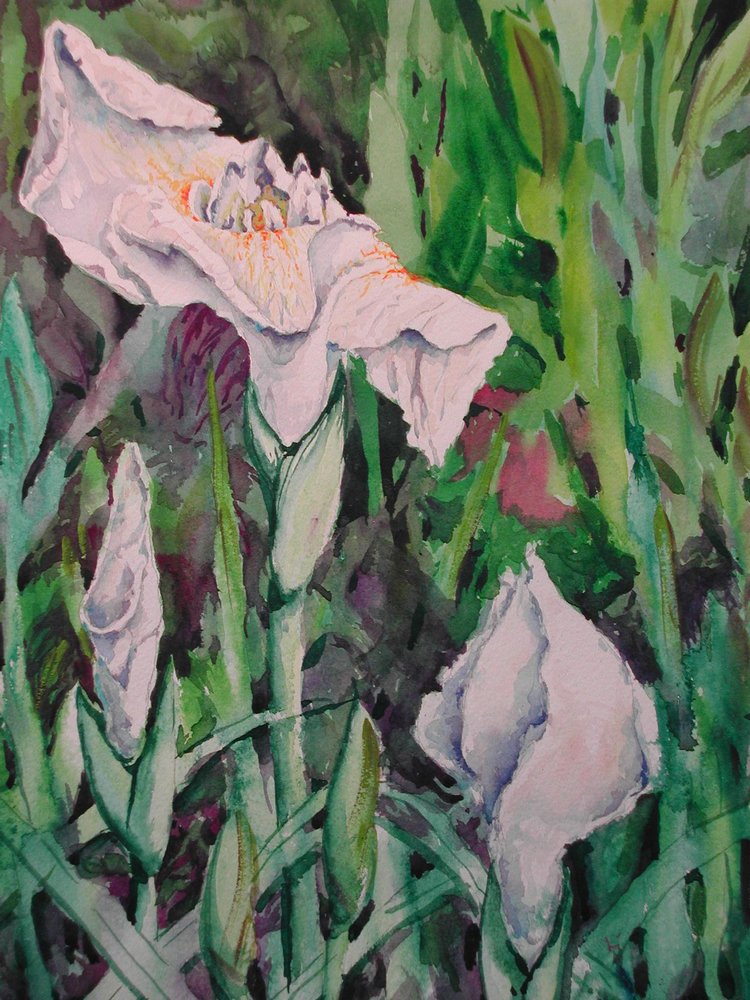 White Japanese Iris, watercolor, 16 x 20
