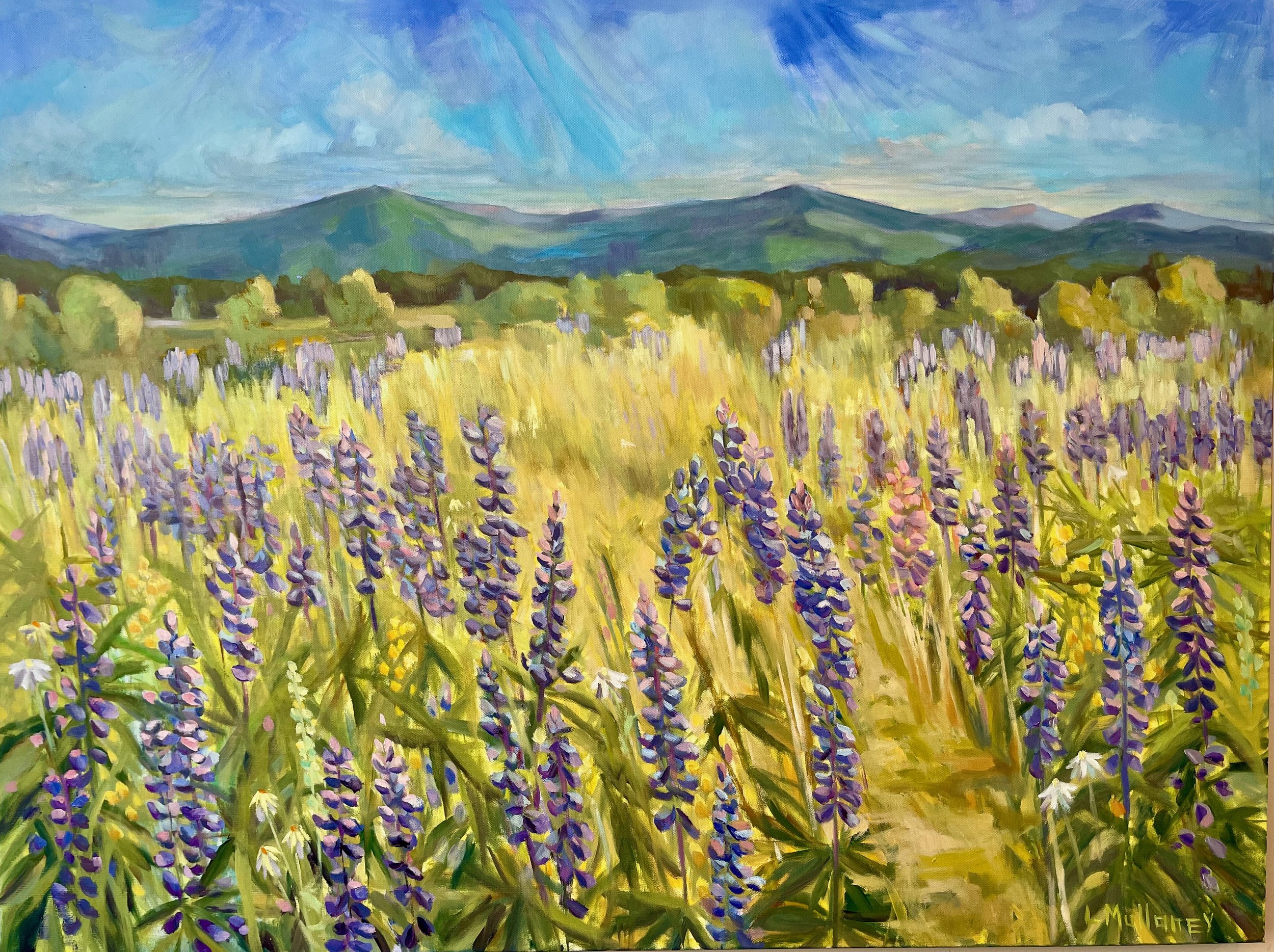 Lupine Meadow, oils, 36 x 48