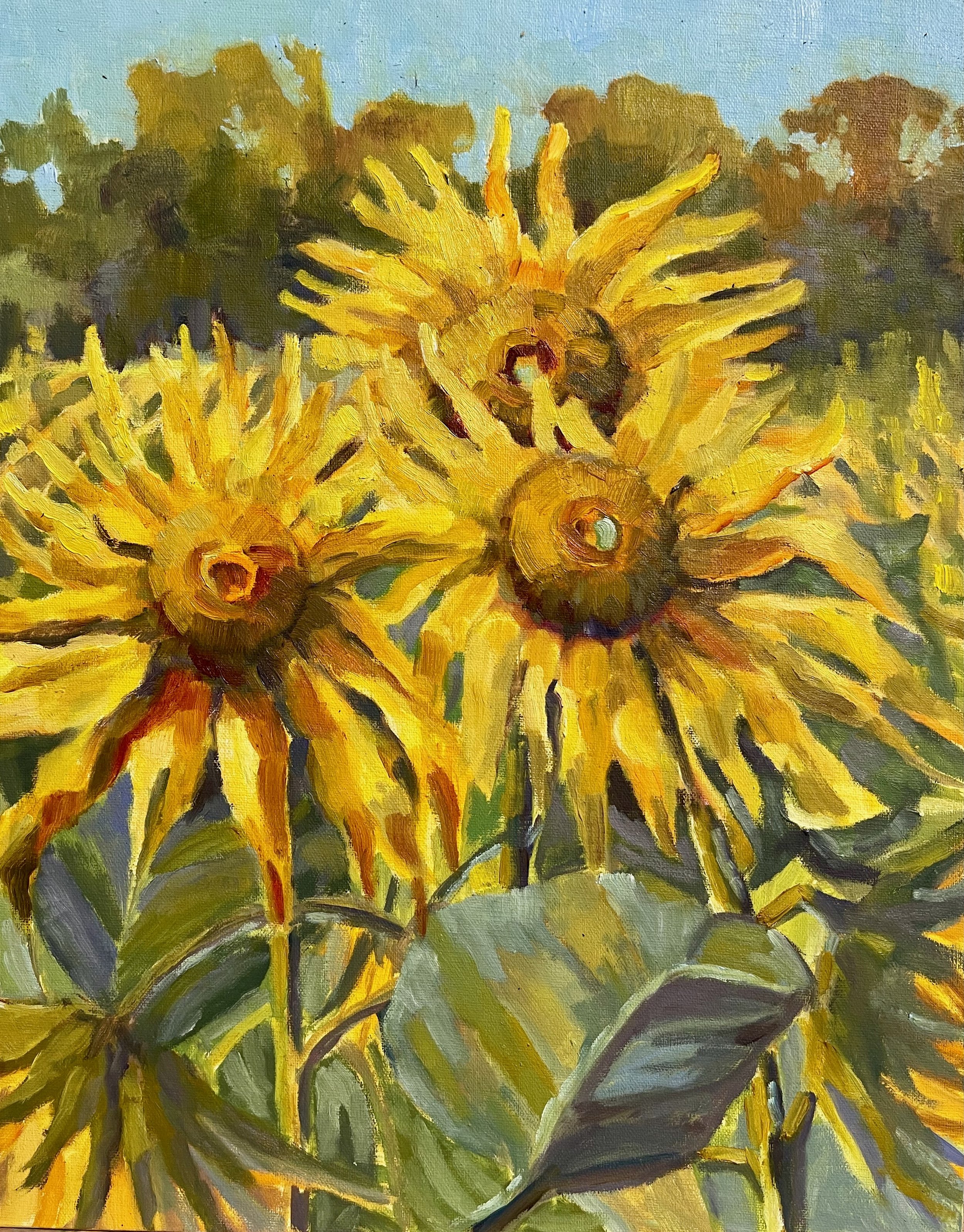 Sunflower Trio, oils, 11x14