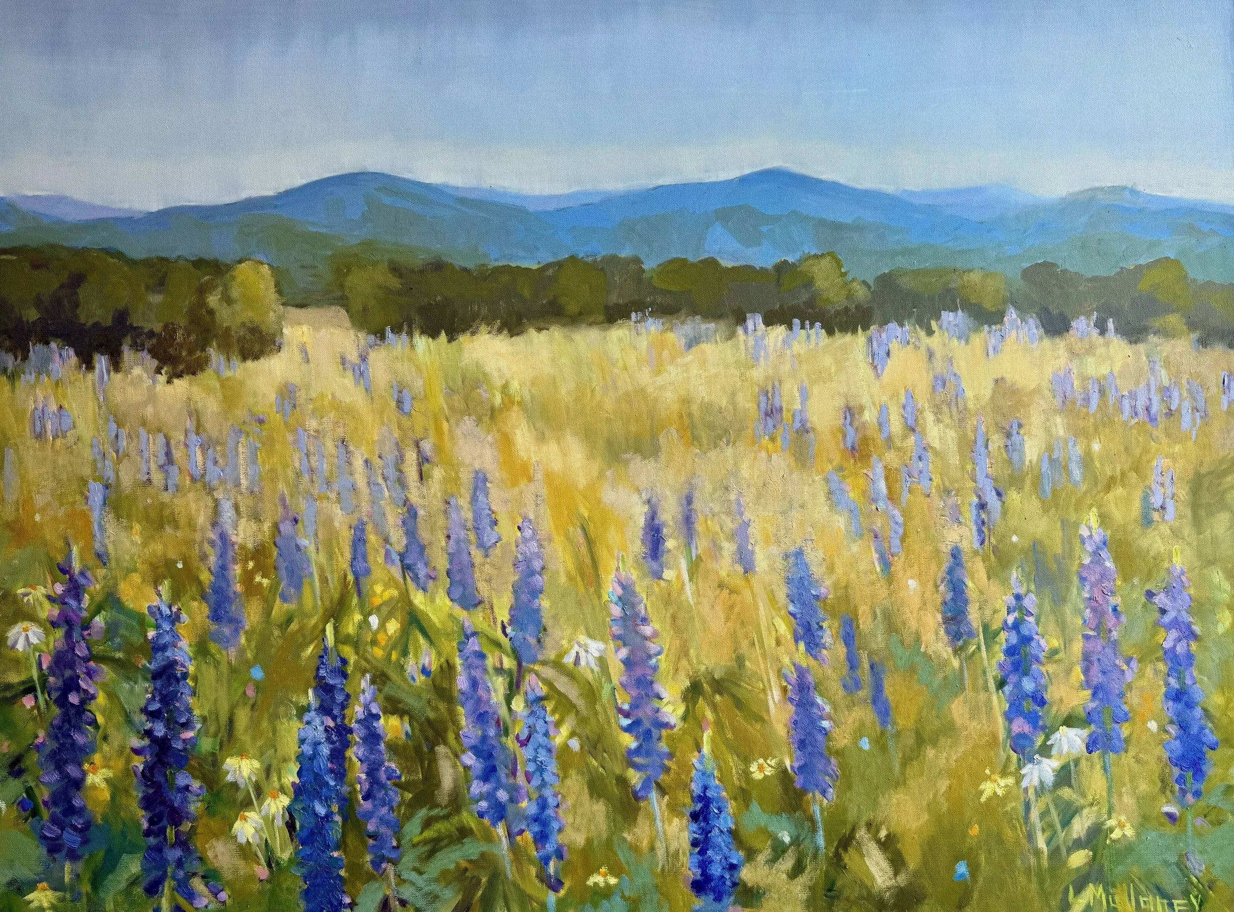 Sugar Hill Lupines