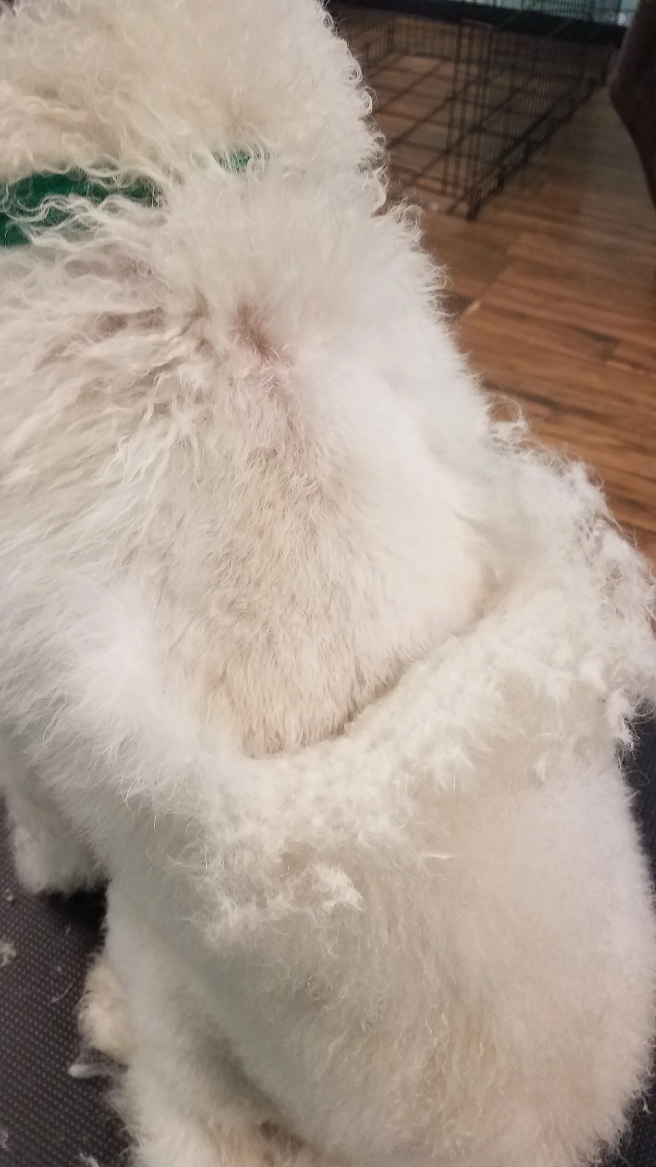 This pet did not βappearβ matted but was!