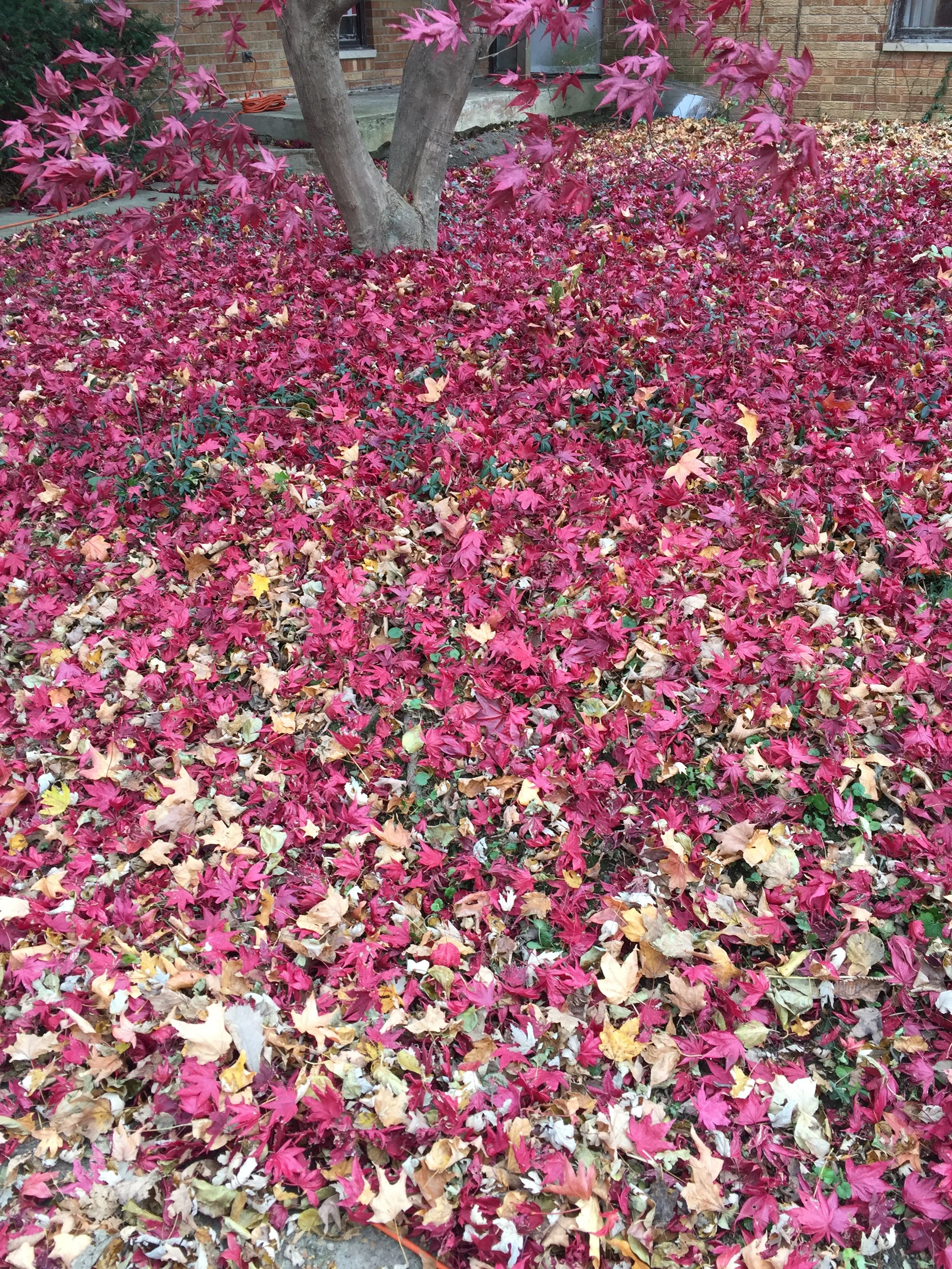 JapMaple FoliageLeaves.JPG