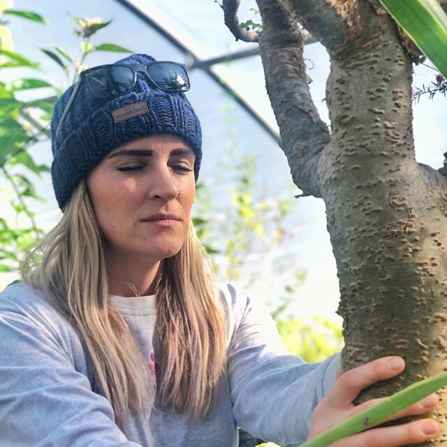 Meet Frank,

I had the honor to connect with this ancient Frankincense tree this past weekend 
We took a greenhouse tour at one of the most beautiful places

Frankincense Is one of the most holy oil in the Middle East

As an ingredient in the holy in