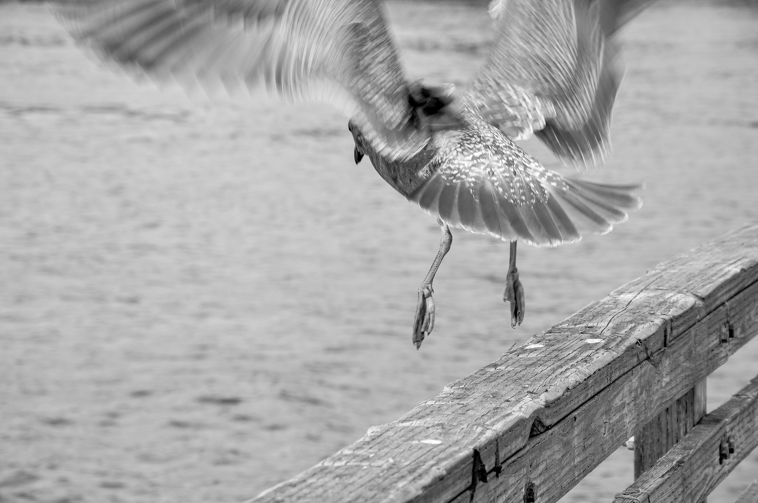 DSC_0335-2a.png