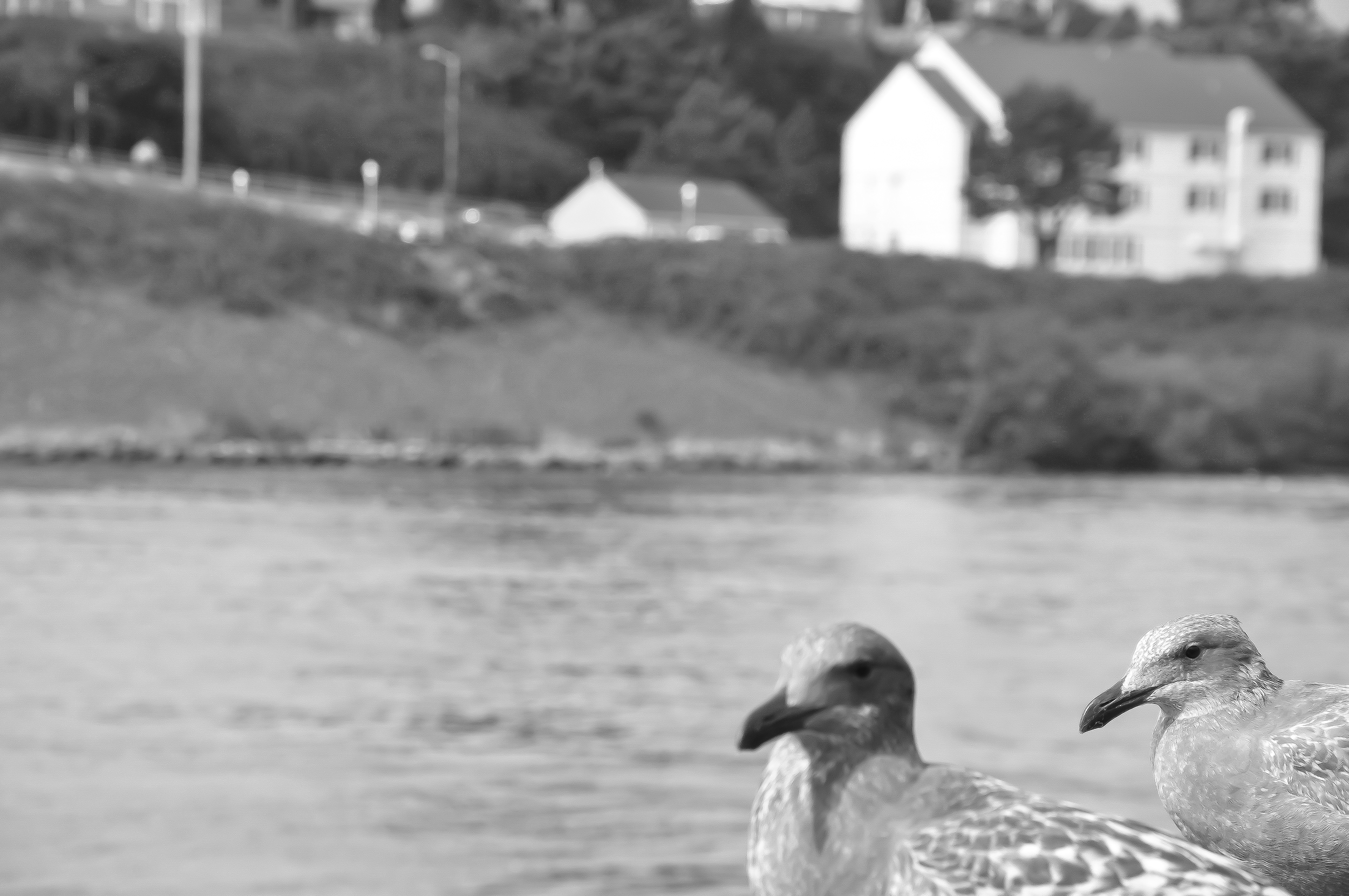 DSC_0356a.png