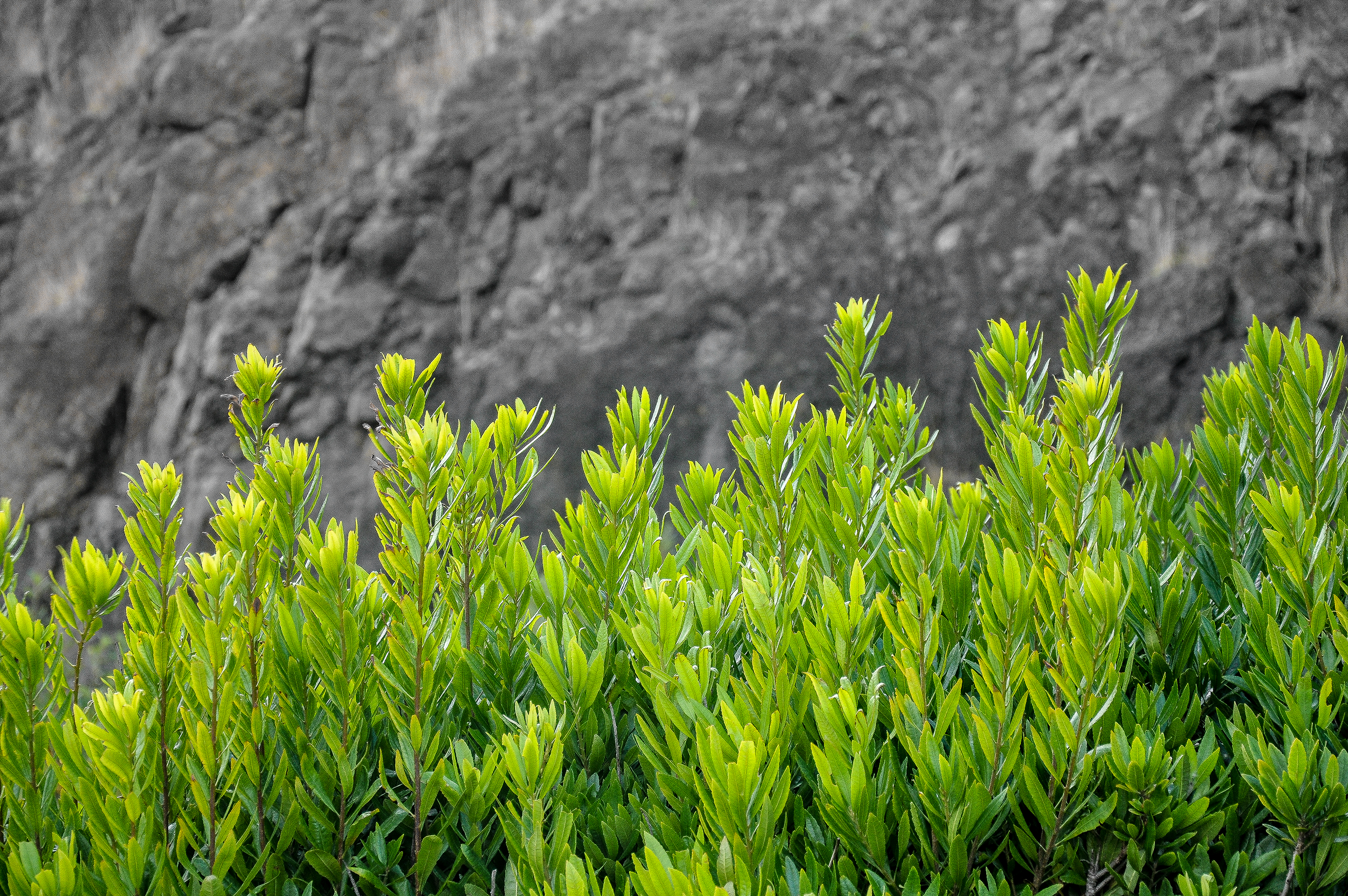 DSC_0852a.png