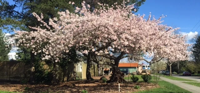 The "Granddaddy" Cherry Tree in full spring bloom at the Dakota substation.