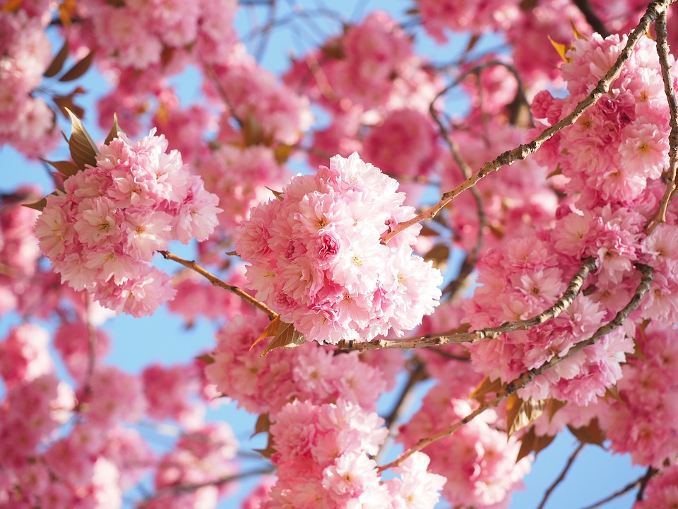 cherry blossom.jpg